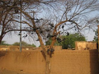 03 Arbre A Sacs